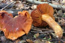 Image of Cortinarius orellanus Fr. 1838