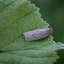 Image of small dotted footman