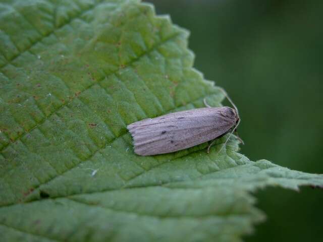 Image of small dotted footman