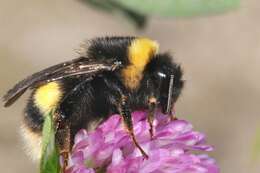 Image of <i>Bombus magnus</i>