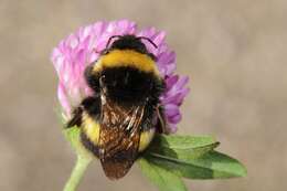 Image of <i>Bombus magnus</i>