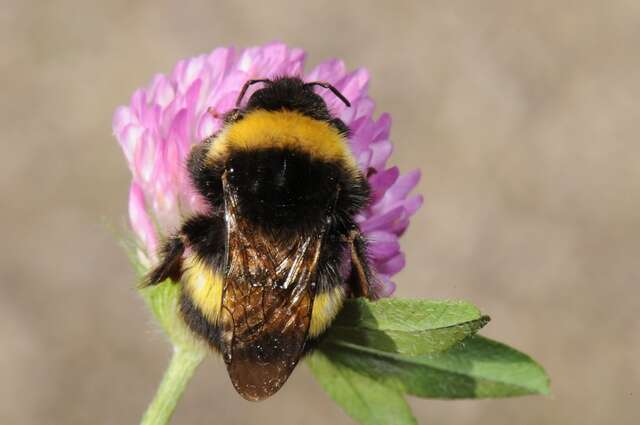 Image of <i>Bombus magnus</i>