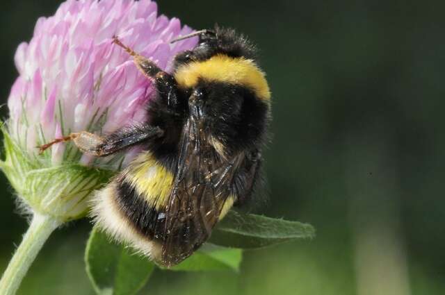 Image of <i>Bombus magnus</i>