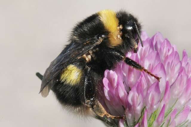 Image of <i>Bombus magnus</i>