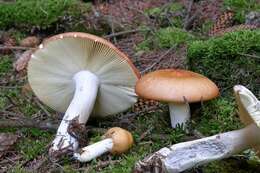 Image of Russula decolorans (Fr.) Fr. 1838