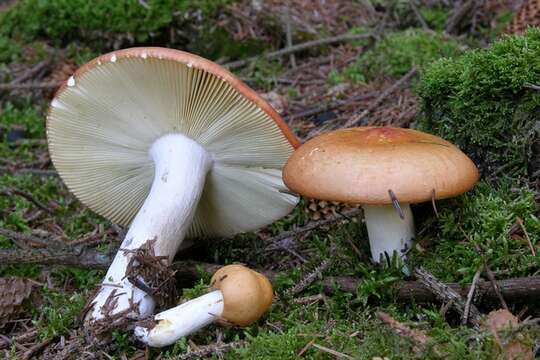 Image of Russula decolorans (Fr.) Fr. 1838