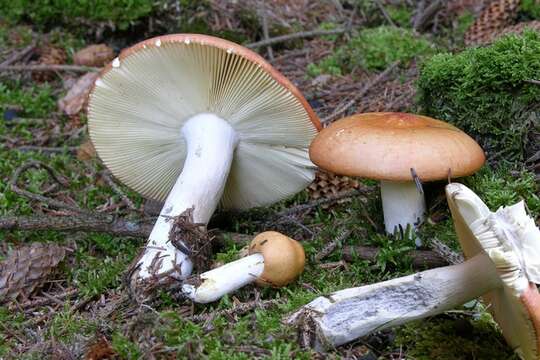 Image of Russula decolorans (Fr.) Fr. 1838