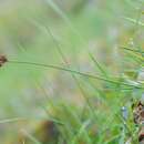 Image de Carex macloviana d'Urv.