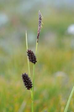 Image of Russet sedge