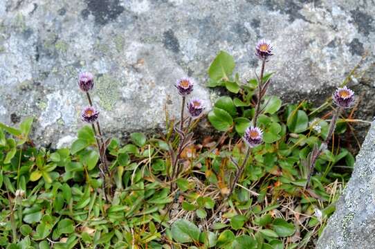 Image of Erigeron uniflorus subsp. uniflorus