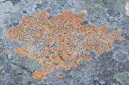 Image of rockloving lecidea lichen