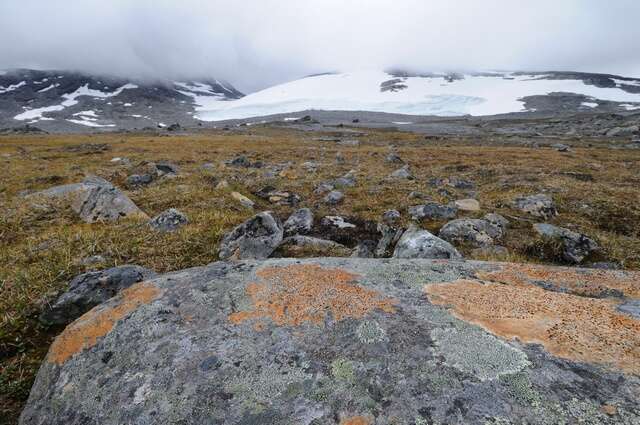 Image of rockloving lecidea lichen