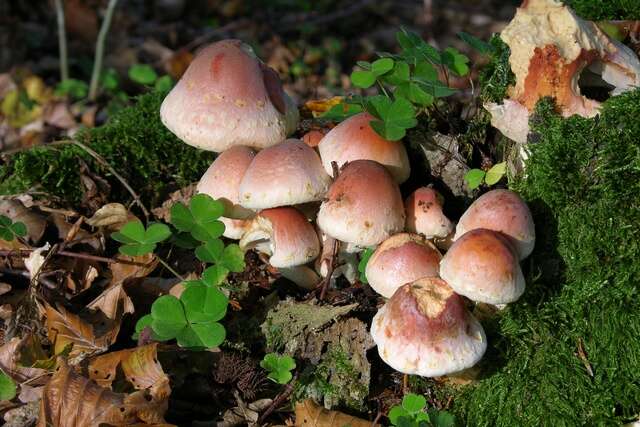 Image of Hypholoma