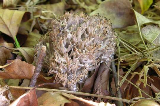 Imagem de Clavulinaceae