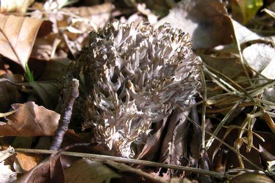 Imagem de Clavulinaceae