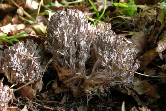 Image of Clavulinaceae