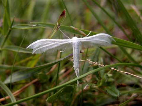 Image de <i>Pterophorus pentadactyla</i>