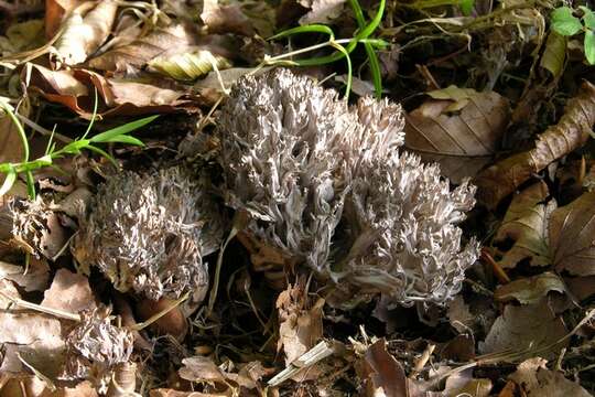 Image of Clavulinaceae