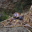 Image of Morongo Desert Snail