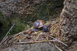 Image of Morongo Desert Snail