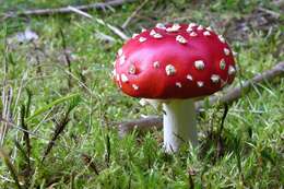 Image of Amanita