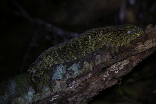 Image of New Caledonia Giant Gecko