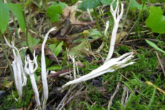 Image of Clavulinaceae