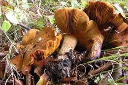 Image of Cortinarius olearioides Rob. Henry 1987