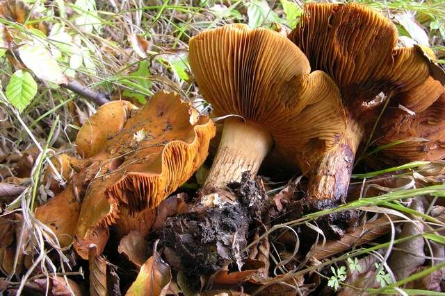 Image of Cortinarius olearioides Rob. Henry 1987