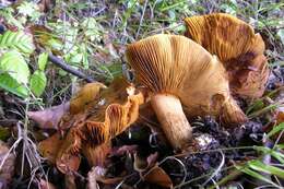 Image of Cortinarius olearioides Rob. Henry 1987