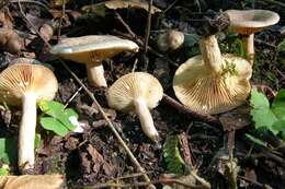 Image of Milk Cap Mushrooms