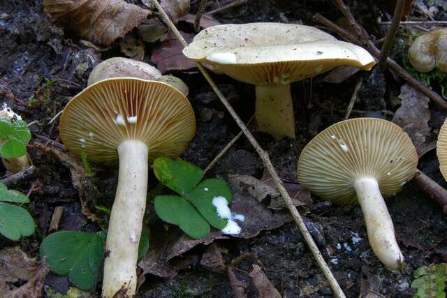 Image of Milk Cap Mushrooms