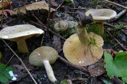 Image of Milk Cap Mushrooms