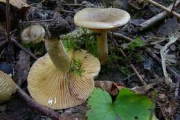 Image of Milk Cap Mushrooms