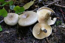 Image of Milk Cap Mushrooms