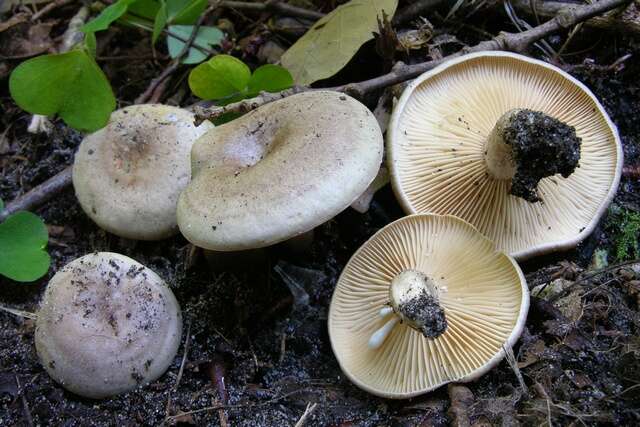 Image of Milk Cap Mushrooms