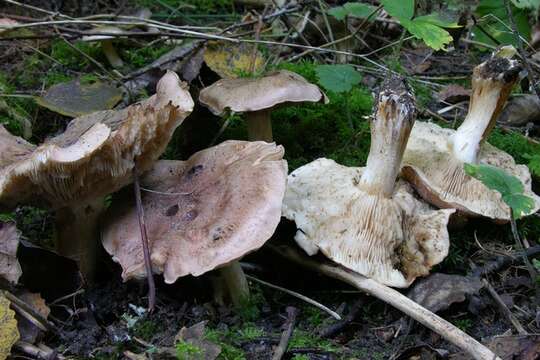 Image of Tricholoma populinum J. E. Lange 1933