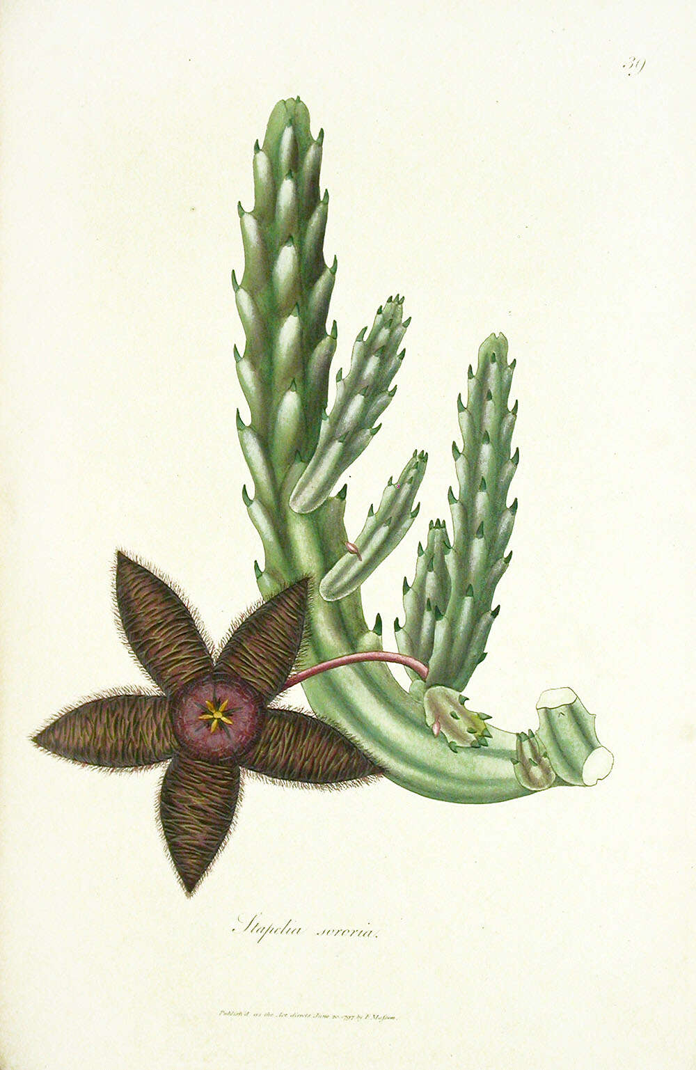 Image de Ceropegia grandiflora (Masson) Bruyns