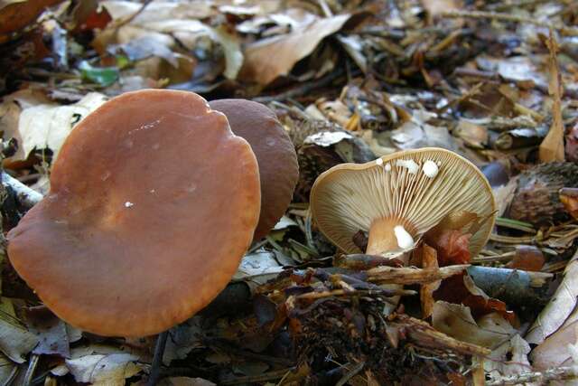 Image of Lactarius subdulcis (Pers.) Gray 1821