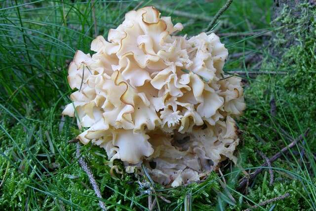 Image of basidiomycete fungi