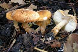 Image of Lepiota