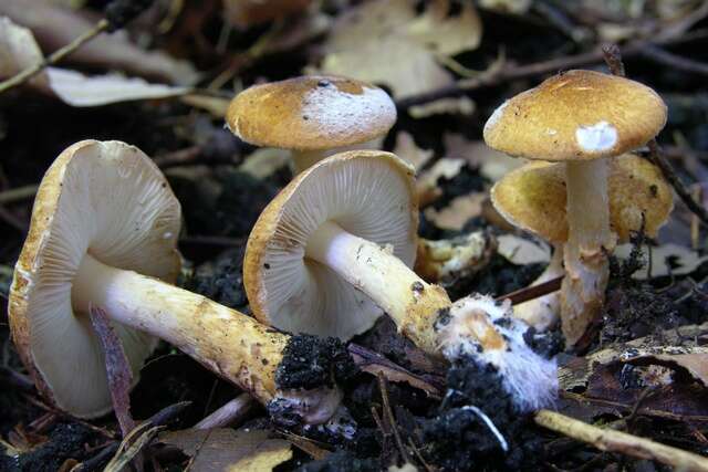 Image of Lepiota