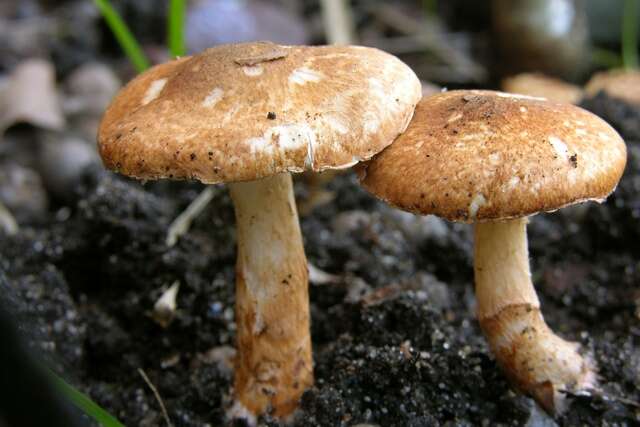 Image of Lepiota