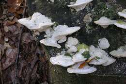 Image of Trametes