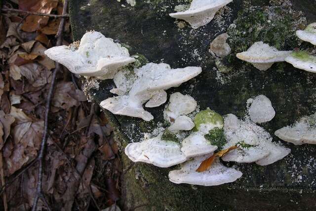 Image de Trametes