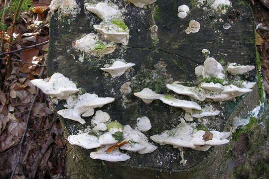 Image of Trametes