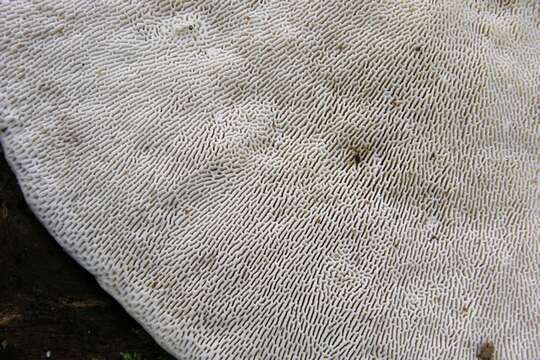 Image of Trametes