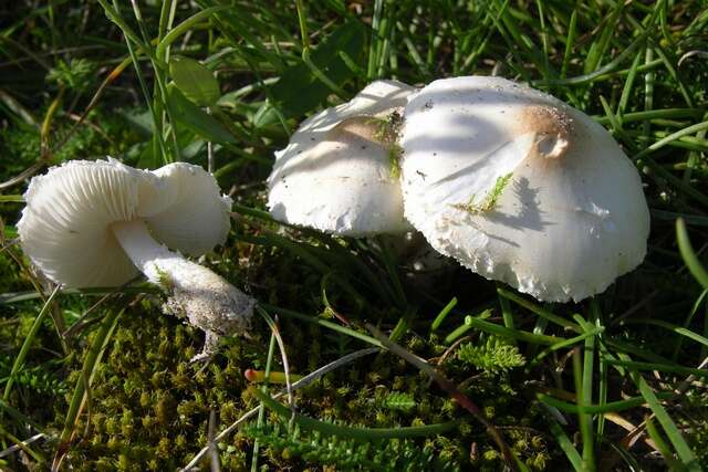 Слика од Lepiota