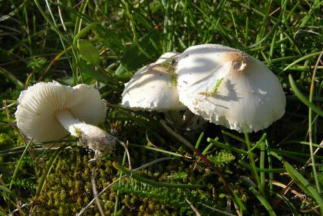 Слика од Lepiota