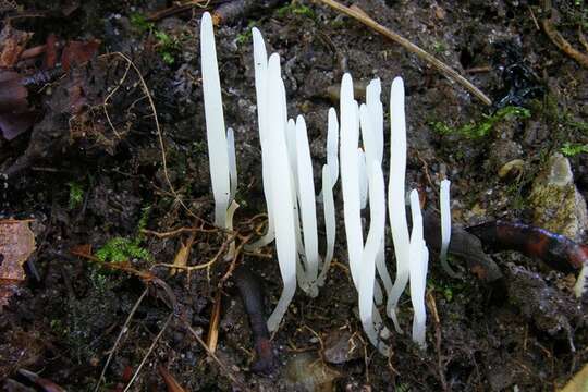 Clavaria falcata Pers. 1794 resmi